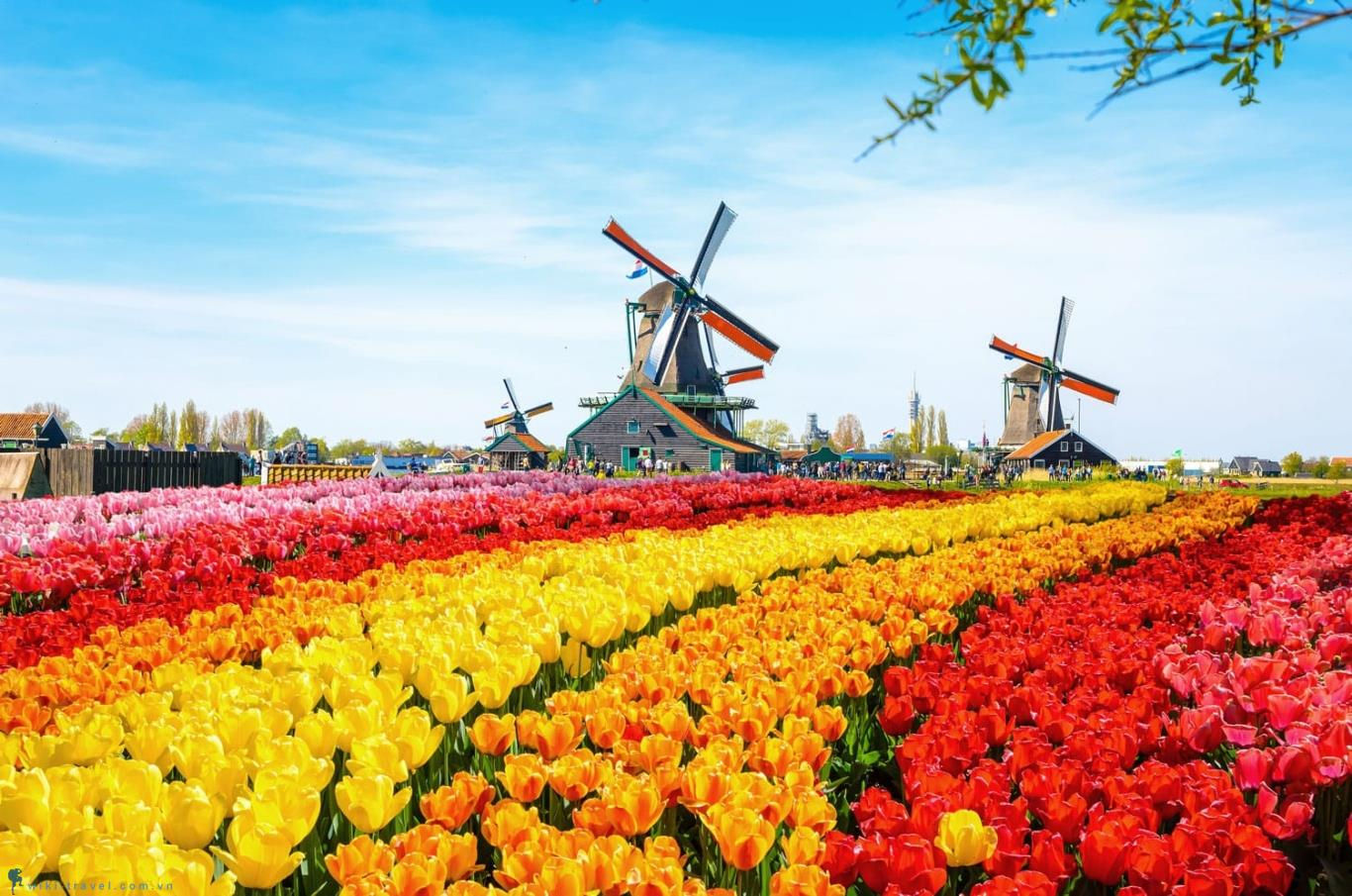 Nếu như nhắc đến đất nước với những bông hoa tulip đầy màu sắc hay cối xoay gió sừng sững thì người ta liên tưởng ngay đến Hà Lan. Đây được cho là quốc gia đáng sống nhất ở Châu Âu. Với đường bờ biển dài, có rất nhiều cảnh thiên nhiên, làng quê thơ mộng và trù phú…