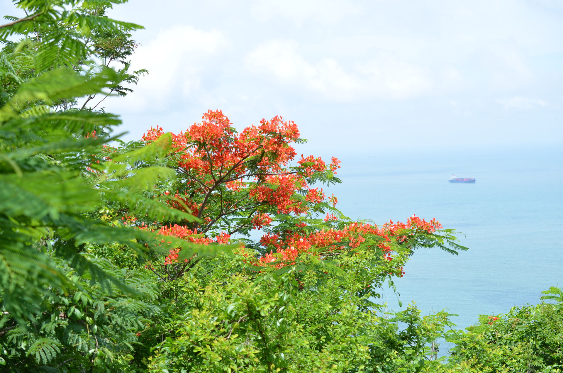  Một góc biển Vũng Tàu vào mùa hè nhìn từ ngọn Hải Đăng.