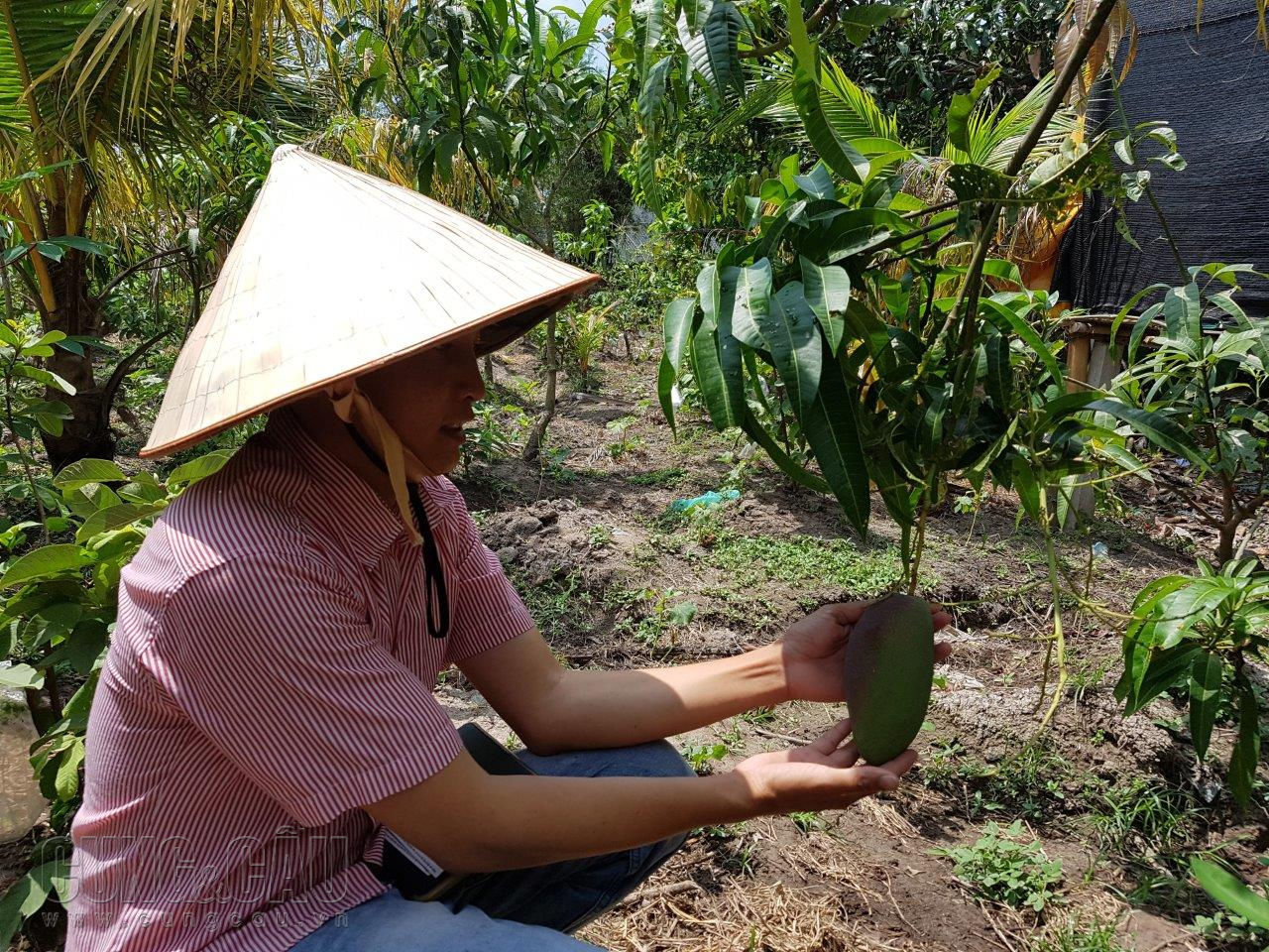 Xen canh dưới những gốc dừa hai màu là những loại cây độc đáo khác: xoài hai màu xanh - tím, ổi tím, mãng cầu màu tím. Ảnh: Cẩm Viên