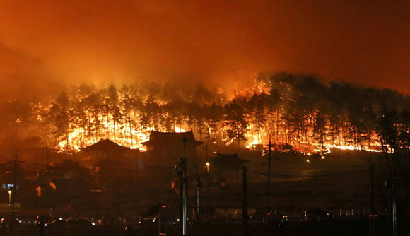 Ngọn lửa đã thiêu trụi 385ha rừng, phá hủy ít nhất 300 ngôi nhà và nhiều công trình tại Goseong, Sokcho và Gangneung. 