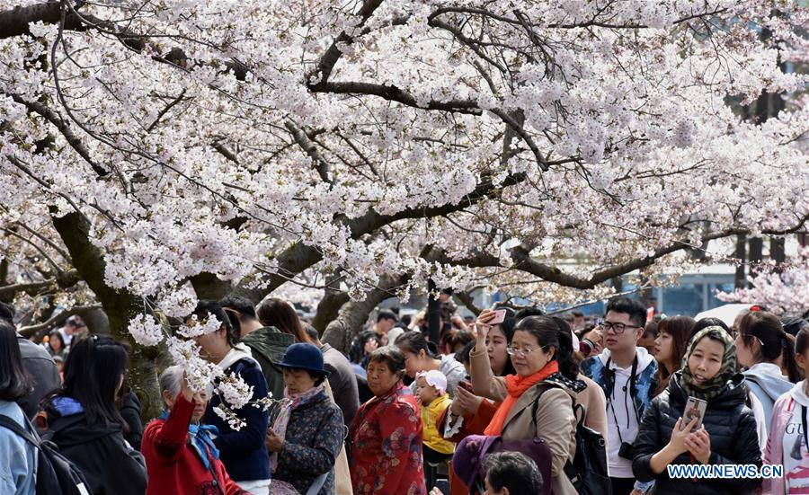 Không cần tới Nhật Bản, bạn có thể ngắm hoa anh đào đẹp hút hồn tại Trung Quốc