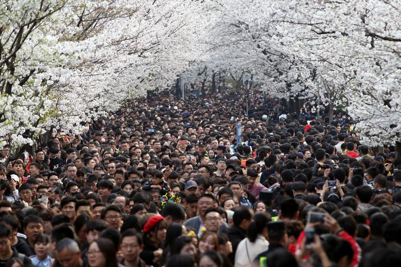 Cuối tháng 3 là thời điểm hoa anh đào bắt đầu khoe sắc rực rỡ ở Trung Quốc. Trong ảnh là đông đảo du khách đến ngắm hoa anh đào tại ngôi đền Jiming ở Nam Kinh, tỉnh Giang Tô hôm 23/3/2019.