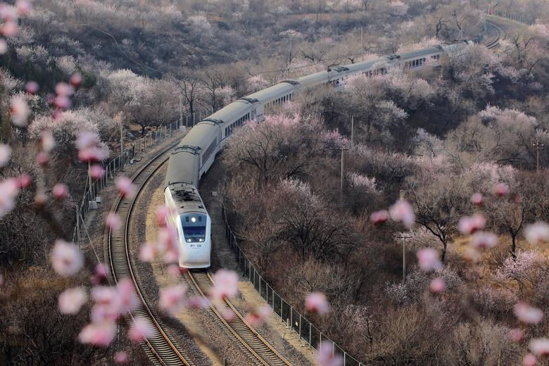 Tàu cao tốc đi giữa rừng hoa anh đào ở quận Changping, Bắc Kinh hôm 18/3/2019.