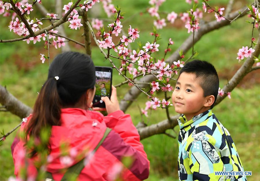 Du khách dùng điện thoại di động chụp ảnh hoa anh đào tại triển lãm hoa anh đào