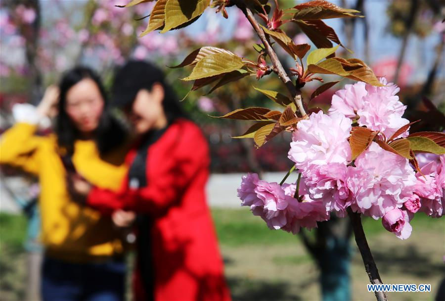 Sắc hồng thắm của hoa anh đào và tiết trời mùa xuân tạo nên không gian lãng mạn trong khuôn viên Đại học Khoa học và Kỹ thuật Trung Quốc, thuộc tỉnh An Huy, phía đông Trung Quốc.