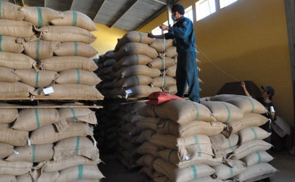 Giá cà phê giảm khiến lượng cà phê xuất khẩu giảm theo.