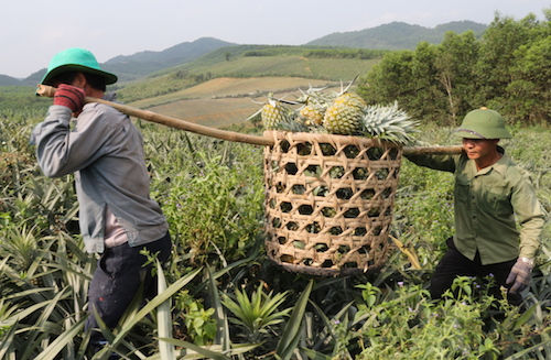   Vận chuyển dứa từ ruộng ra bãi tập kết. Ảnh: Nguyễn Lê.  