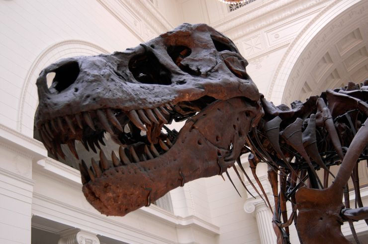 Hoá thạch của một con T-Rex.