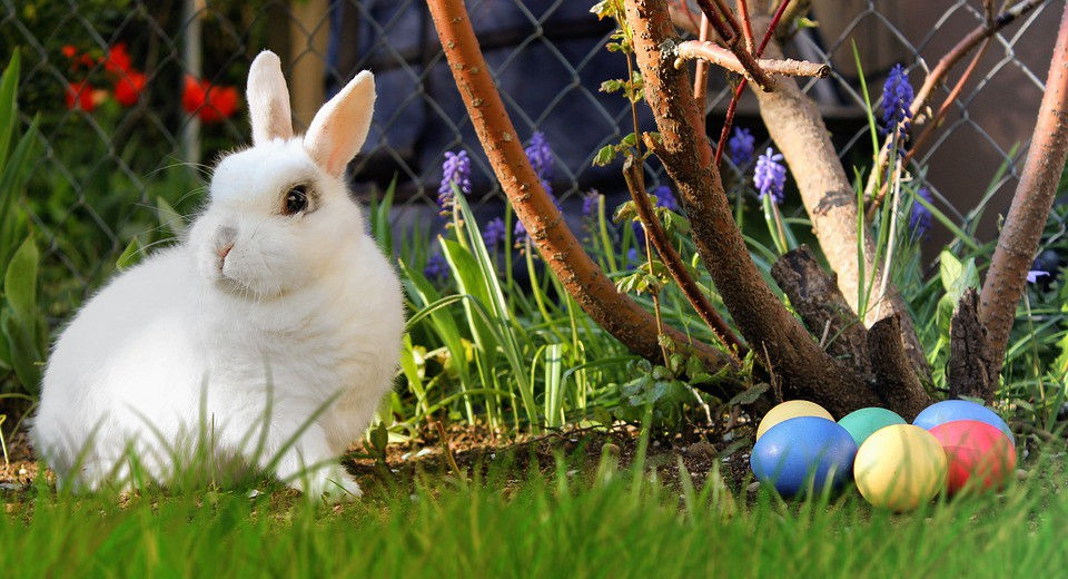 Những chú thỏ có nhiệm vụ tặng những quả trứng xinh xắn cho mọi người vào lễ Phục Sinh.