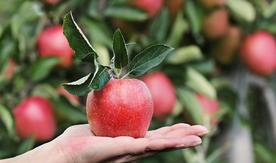 Điều gì sẽ xảy ra nếu bạn ăn 1 quả táo mỗi ngày?