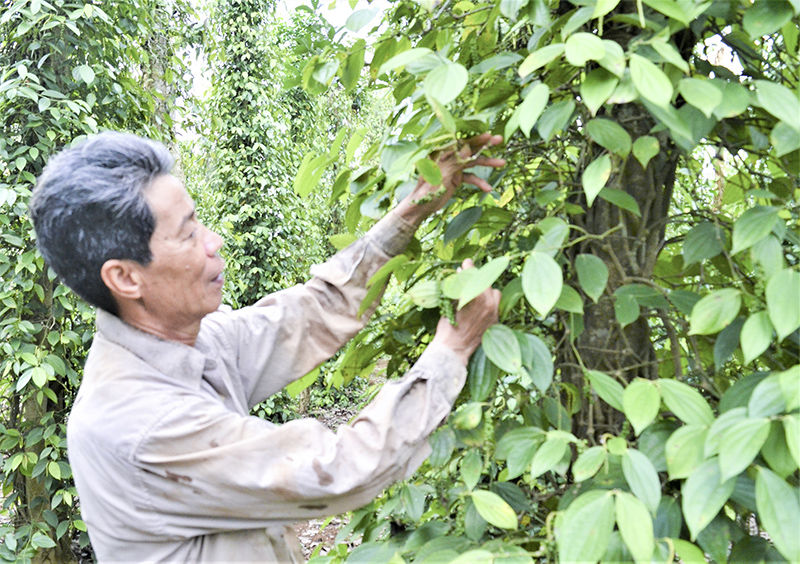 Ảnh minh họa.