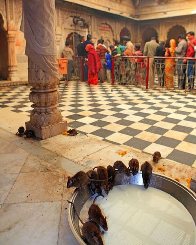  5. Người ta coi chuột là động vật linh thiêng tại đền Karrni Mata, Ấn Độ.