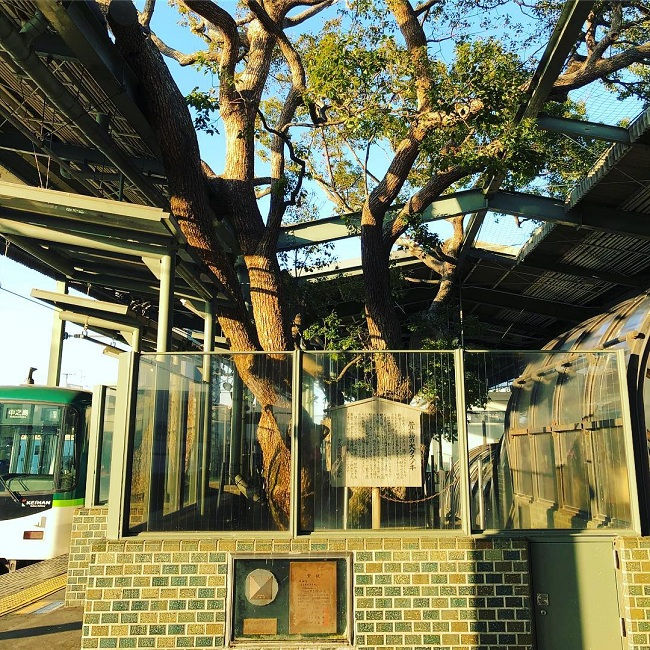 6. Sự tôn trọng mà người Nhật dành cho thiên nhiên đã khiến họ xây dựng một nhà ga xung quanh một cây cổ thụ thay vì phá hủy nó. 