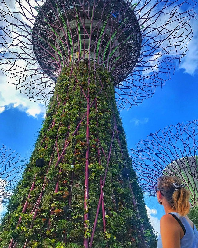 11. Những Supertrees ở Gardens by the Bay, Singapore được rất nhiều người yêu thích. 