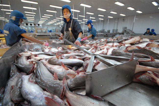   Nhật Bản chính thức bước vào top thị trường xuất khẩu cá tra lớn nhất Việt Nam.  