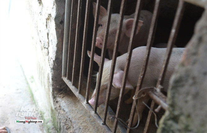  Đàn lợn con may mắn sót lại của một gia đình ở huyện Hải Hậu. Ảnh: Mai Chiến.