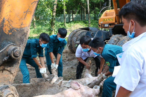 Cơ quan chức năng tiêu hủy heo bệnh.