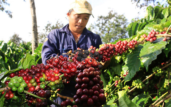 Giá cà phê tăng trở lại.