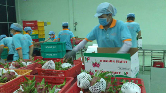Thanh long Việt Nam đã xuất khẩu được đến nhiều thị trường khó tính nhờ đáp ứng hàng loạt các tiêu chuẩn về chất lượng.