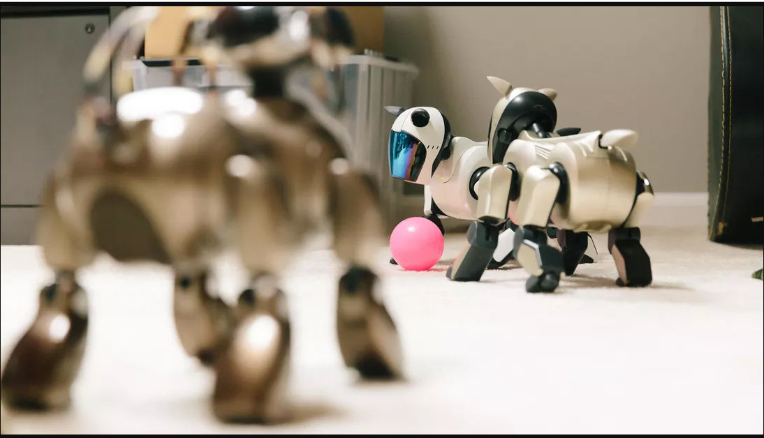 Những chú chó robot