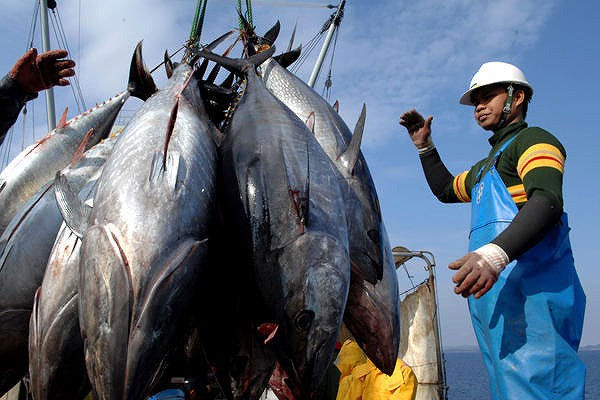 EVFTA – cá ngừ Việt Nam cơ hội lớn, thách thức không nhỏ