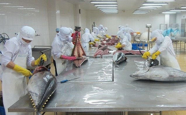 Nhập khẩu cá thuộc họ cá ngừ vào Mỹ giảm