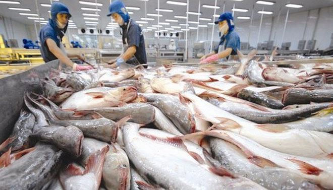 Cá tra Việt Nam tăng xuất khẩu sang ASEAN