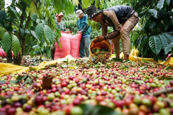 Giá cà phê hôm nay bất ngờ giảm mạnh.