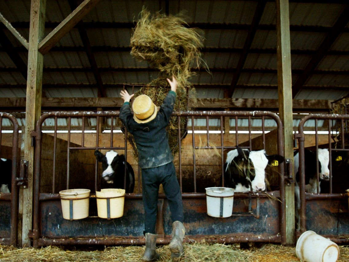   Người đàn ông Amish cho bò ăn. Ảnh: Chris Hondros.  