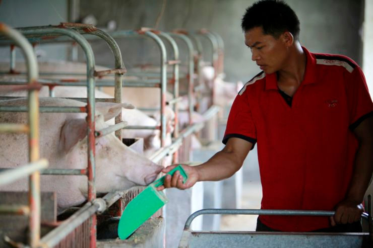 Số lượng lợn nuôi ở Trung Quốc giảm 50% do dịch tả lợn châu Phi.