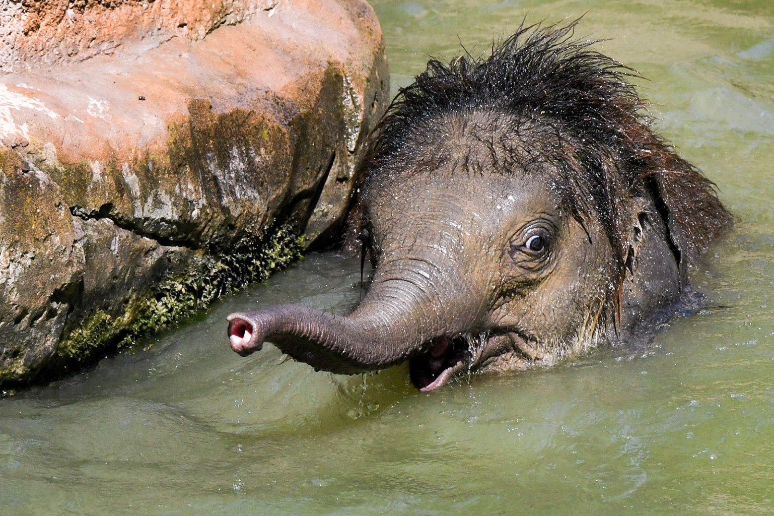 Chú voi con Ben Long nguội lạnh trong hồ bơi của mình tại Sở thú Leipzig ở miền đông nước Đức vào ngày 24/7.