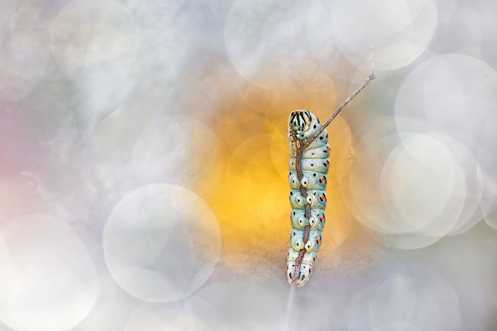   Tác giả Grosseto (Italy) chụp lại một con sâu bướm với khung cảnh bình minh.  