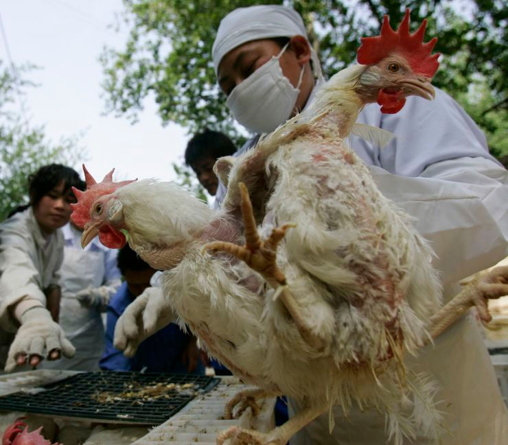 Một công nhân kiểm tra gà tại một trang trại gia cầm ở Bắc Kinh, Trung Quốc.