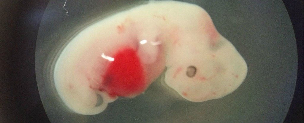 Nhật Bản cấp phép cho thí nghiệm nuôi phôi lai giữa người và chuột