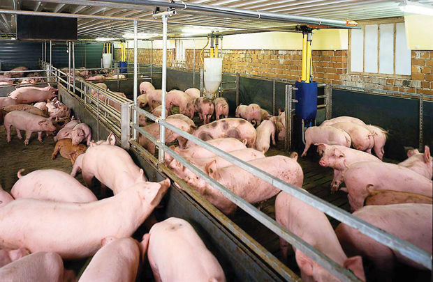 7 tháng đầu năm 2019: Ngành chăn nuôi lợn tiếp tục gặp nhiều khó khăn