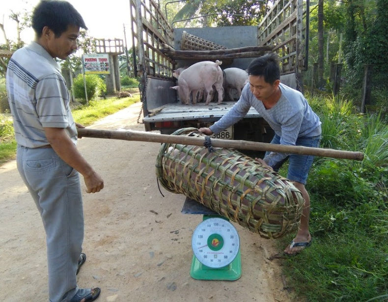 Giá heo tăng nhưng nhiều hộ nuôi không còn heo thịt để bán.