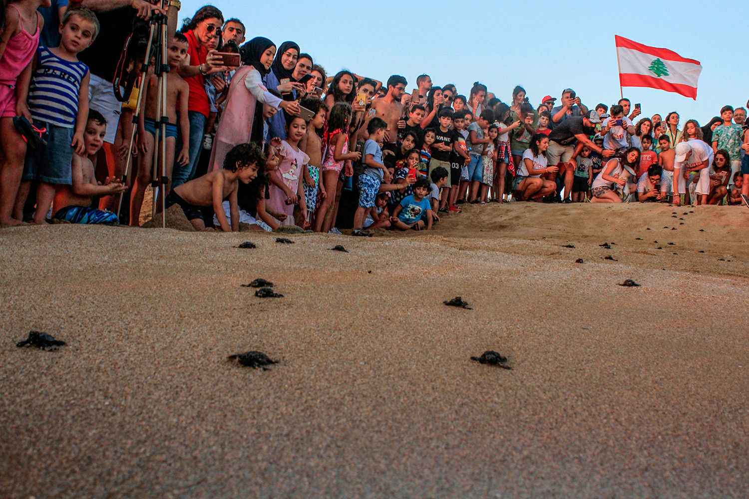 Những người đi biển Lebanon xem những con rùa nhỏ bò trên bãi biển đầy cát của Mansouri gần thành phố Tyre phía nam Lebanon vào ngày 31/7.