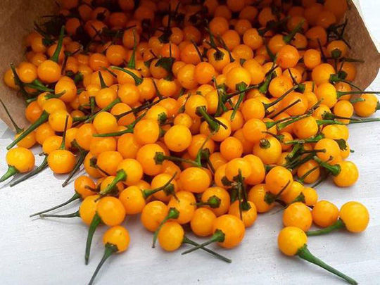 Aji Charapita được biết đến như một loại ớt hoang dã được tìm thấy ở vùng rừng núi phía Bắc Peru, gần đây giống ớt này đã được trồng để bán cho các khách hàng có nhu cầu.