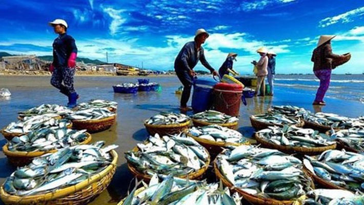 Báo cáo ngành hàng Thủy sản tháng 7/2019:  Xuất khẩu tôm, cá ngừ và cá đóng hộp tăng