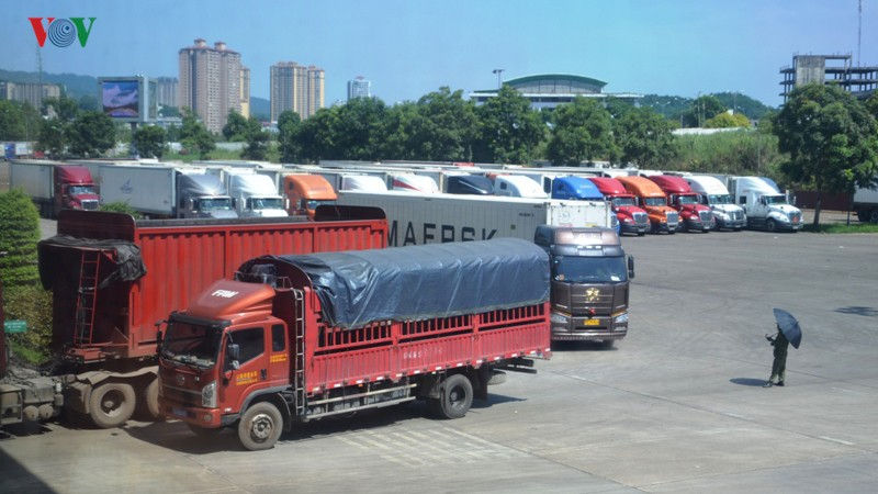  Xe chở thanh long vẫn tấp nập xuất qua cửa khẩu Lào Cai mỗi ngày.