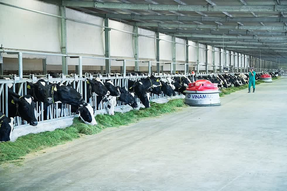 Trang trại bò sữa Vinamilk Tây Ninh là trang trại đi đầu về ứng dụng công nghệ 4.0 trong vận hành và quản lý.
