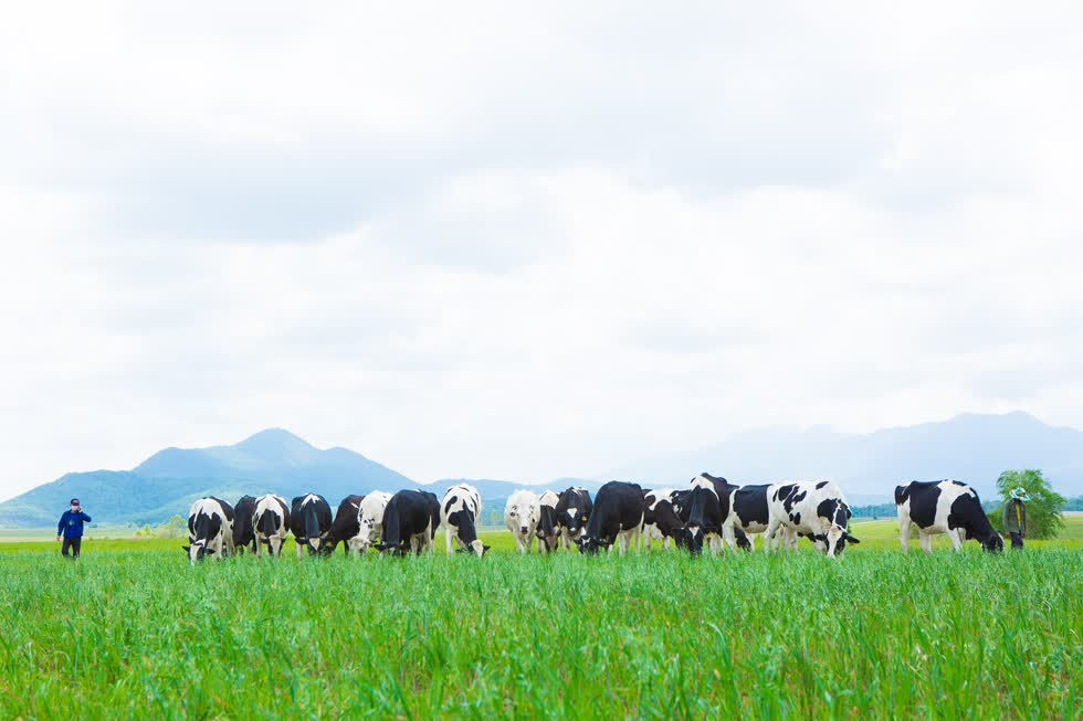 “Resort” bò sữa Organic của Vinamilk tại cao nguyên Xiêng Khoảng, Lào được khởi công vào tháng 5/2019.