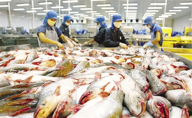  Nông dân, doanh nghiệp sản xuất cá tra nên tìm kiếm thị trường mới và giảm sản lượng lại.