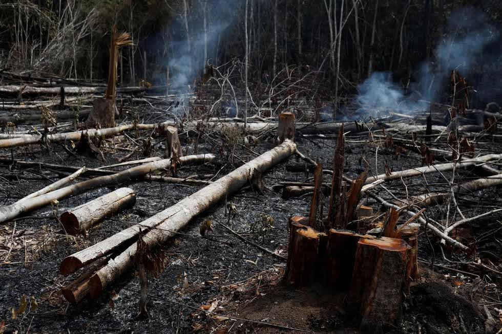   Theo INPE, mỗi phút có khoảng 10.000 km2 diện tích rừng bị phá hủy do hỏa hoạn. Ước tính, khoảng 9.000 vụ cháy rừng lớn nhỏ trong năm nay đã hủy hoại diện tích kỷ lục gần 73.000ha “lá phổi xanh của hành tinh”.  