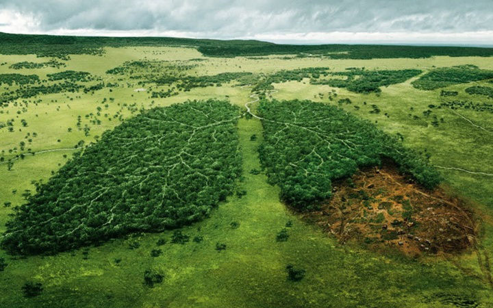 Giải cứu rừng Amazon bị cháy với 5 cách này từ Quỹ Quốc tế Bảo vệ Thiên nhiên WWF