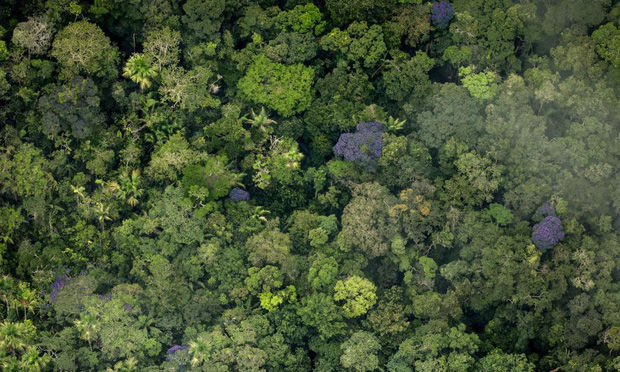 Giải cứu rừng Amazon bị cháy với 5 cách này từ Quỹ Quốc tế Bảo vệ Thiên nhiên WWF