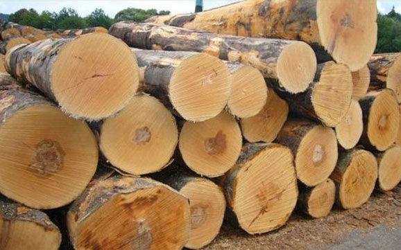 Hàn Quốc bắt đầu xử phạt đối với giao dịch thương mại gỗ có nguồn gốc bất hợp pháp.