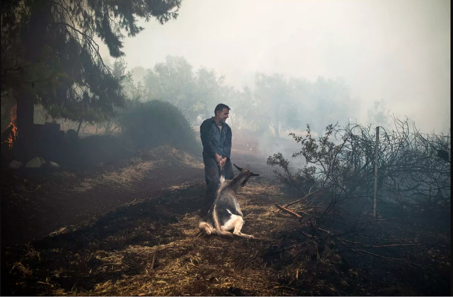   Một nông dân cố gắng cứu con dê của mình trong vụ cháy rừng ở làng Makrimalli trên đảo Evia, phía đông bắc Athens. Ảnh: Getty Images.  