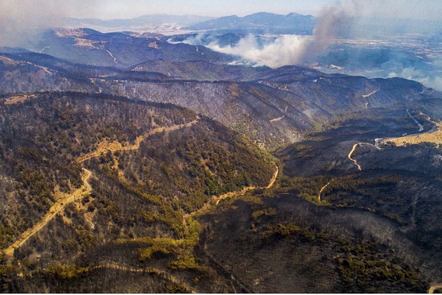   Hình ảnh vùng trồng nho Kavacik sau vụ cháy. Ảnh: Getty Images.  
