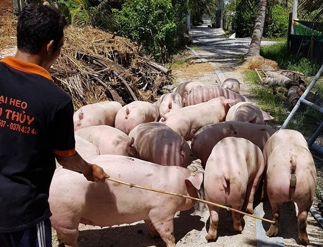 Giá heo tăng nhẹ tại một số tỉnh trung du phía Bắc